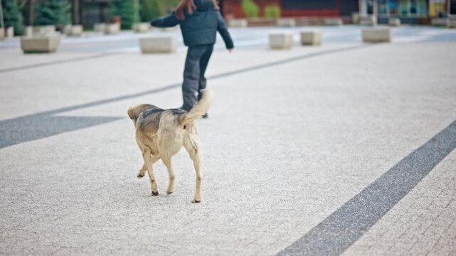 Side view of a medium sized mixed breed stray dog walking along a paved urban surface