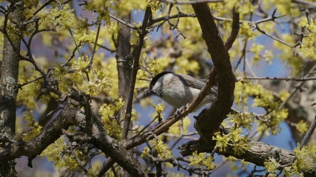Marsh Tit Eating Seed on Cornus mas Branch in Spring Blossom, Slow Motion Wildlife Video, Biodiversity