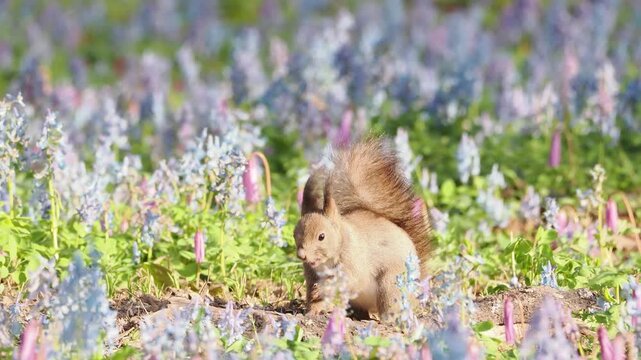 エゾエンゴサクとカタクリの花とエゾリス