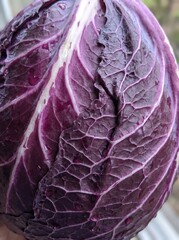 Obraz premium Close up of vibrant purple cabbage leaf with detailed veining and textured surface
