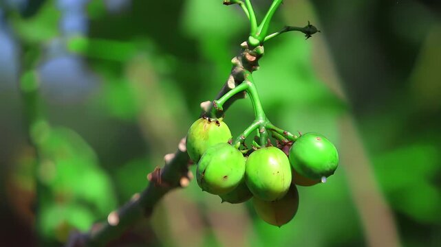 Green castor bean fruits (Ricinus communis) hanging from branches, showing clustered seed pods and fresh tropical plant growth in natural environment