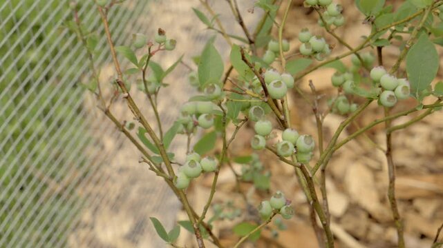 blueberry high bush plant with unripe fruit inside low tunnel with bird netting and hardware cloth to protect from wildlife browse in suburban backyard garden for farmers market or freezing