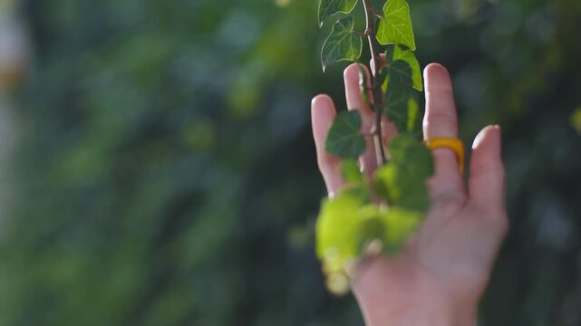A girl's hand glides along the branch of a bush with beautiful leaves. A touching natural background, a close-up of a hand with a ring. Summer mood. A sense of freedom.