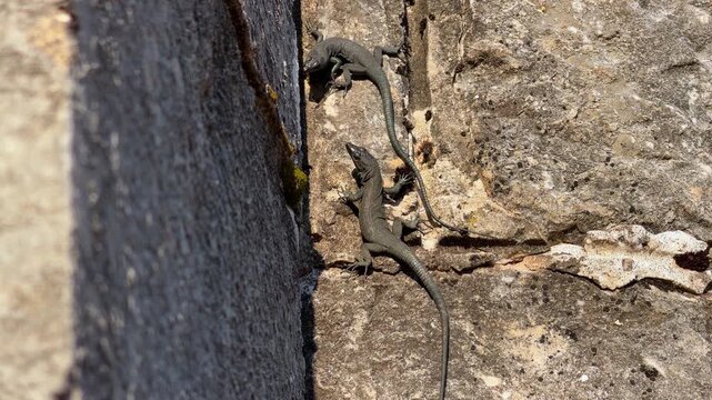 Pair of common wall lizard reptiles basking on rough sunlit stone wall crevice with mossy edge, mediterranean wildlife mating ritual scene at summer day