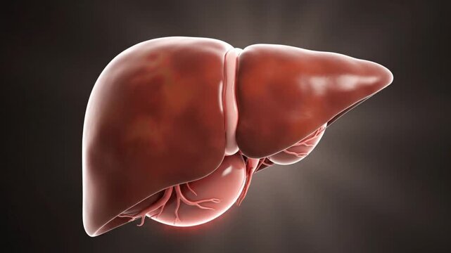 Realistic cinematic liver visualization gently hovering human liver photorealistic anatomical details soft reflections subsurface scattering dark neutral background smooth ambient lighting clean scien