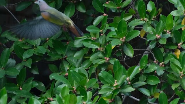 Pink-necked green pigeon perched on deciduous fig jumps and carrying a fig fruit against a tree branch.