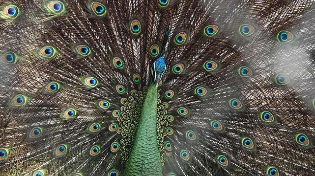 Hybrid male peafowl spreading tail. During the mating dance, the peacock turns in circles showing off his tail.