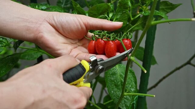 Someone cutting cherry tomatoes after ripe. Tomatoes are low in calories and provide important nutrients like vitamin C and potassium. 