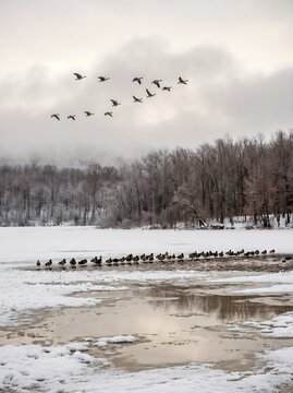 A quiet winter where frozen waters reflect the soft light of the sky, while a flock of brids glides peacefully above the snowy forest.