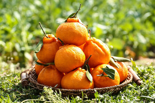 Fresh Organic Oranges in Wicker Basket Outdoor Garden Harvest Citrus Fruit with Stems and Leaves