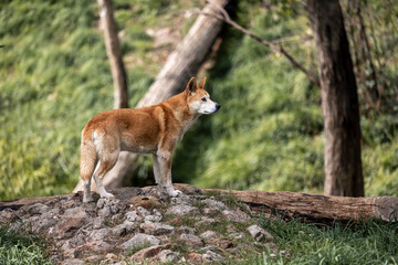 Australian Dingo Standing on Rocks in Natural Habitat © benowensmedia