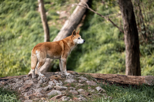 Australian Dingo Standing on Rocks in Natural Habitat