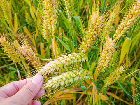 Golden Wheat Harvest - Hand Holding Ripe Grain Stalks in Agricultural Field Ready for Collection