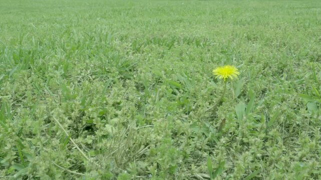 A dandelion blossom is a bright yellow calcium fixer in a sea of green. Nitrogen and iron hungry native plants on  suburban backyard home lawn such as clover and native ground cover w almost no grass