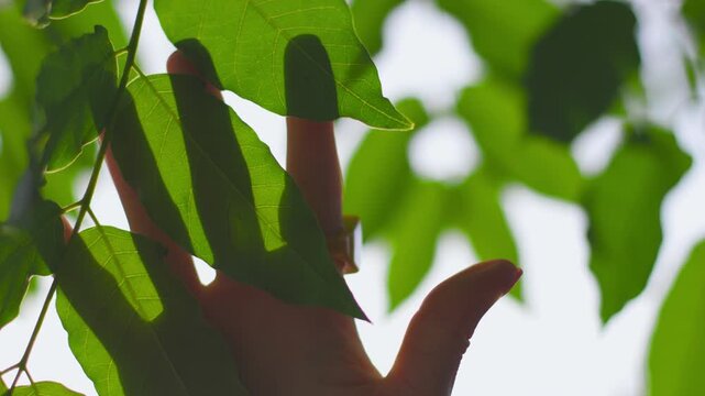 A woman's hand touches a green tree branch. The woman enjoys being at one with nature. A close-up of her hand with a ring and bracelets. Summer mood. A sense of freedom.