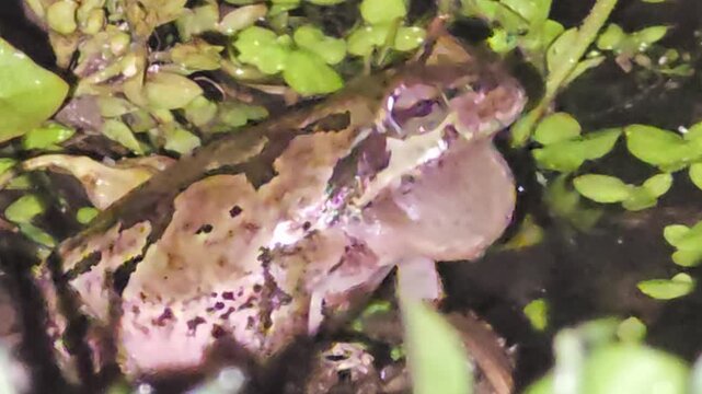 

Male Tree Frog Mating Call, Detailed Profile View of Inflated Vocal Sac and Bellyㅡ
Part 2 : Capturing a call from across the paddy, the tree frog begins to inflate its vocal sac in r

