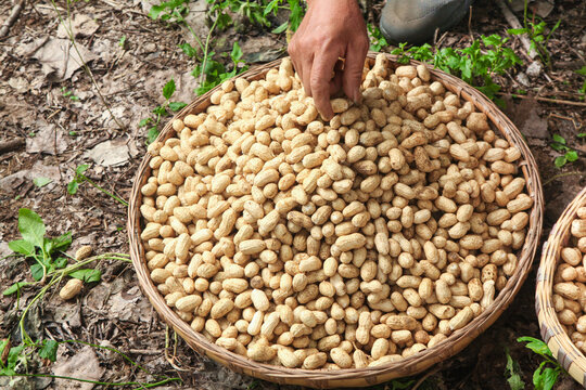 Fresh peanuts harvesting in wicker basket outdoor farming organic groundnuts in shell natural agriculture