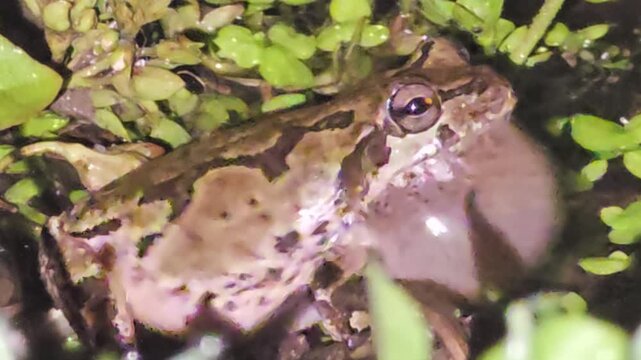 

Male Tree Frog Mating Call, Detailed Profile View of Inflated Vocal Sac and Bellyㅡ
Part 3 : The frog vigorously inflates both its vocal sac and belly, emitting a loud, clear mating ca

