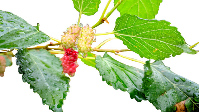 Close-up of a branch with ripe and unripe mulberries hanging from it, covered in water droplets, showcasing lush green leaves