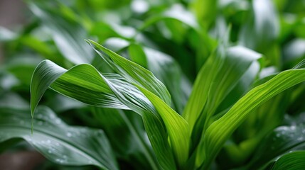 Fototapeta premium Vibrant green cornfield foliage with gentle dew drops, showcasing lush agricultural growth and healthy plant life