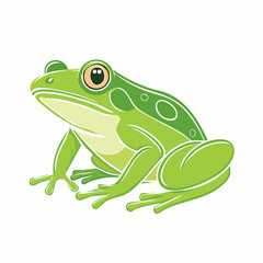 Fototapeta premium Green Frog Illustration
