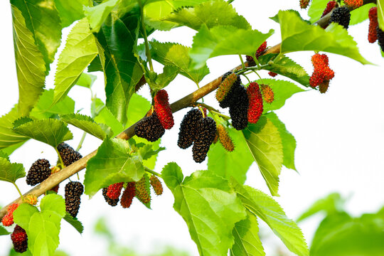 Fresh Mulberries Growing on Tree Branches in Plantation Orchard with Green Leaves