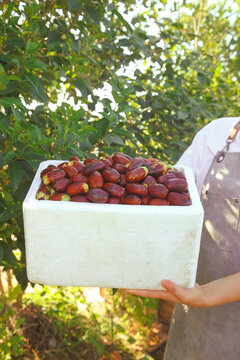 Fresh Red Jujubes in Container Outdoor Harvest Scene