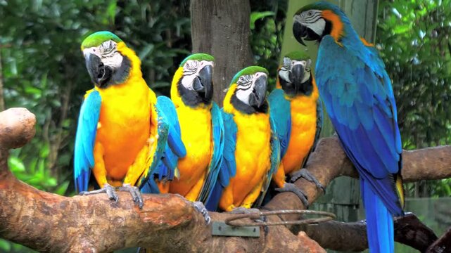 Five blue and yellow macaws perched on a tree branch together.