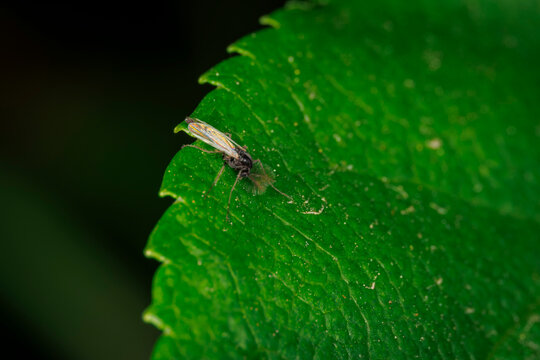 A detailed macro photograph of a tiny midge or gnat insect resting on the serrated edge of a vibrant green leaf with textured details