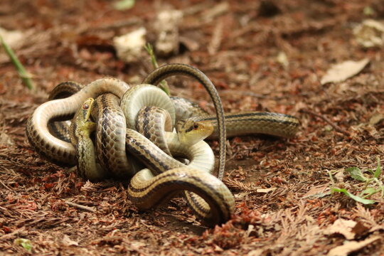 春の森でコンバットダンスをする野生のシマヘビ千葉県柏市  /  Wild striped snakes combat dancing in spring forest, Chiba Japan
