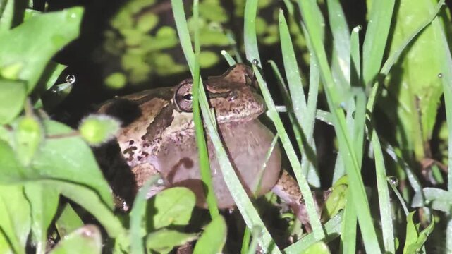 

Direct Frontal Close-up: Japanese Tree Frog Inflating Vocal Sacs to Croak ㅡPart 1 : A tight frontal shot of a Japanese tree frog, eyes fixed on the camera, with its vocal sacs partia

