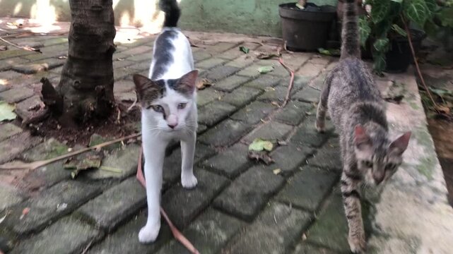 Two domestic cats, one white with black markings and the other tabby, walk on a brick path outdoors.