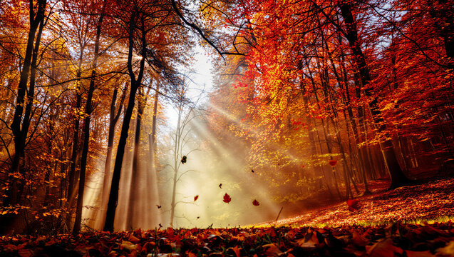 Falling autumn leaves in sunlit forest with rays of light, season change