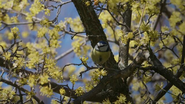 Blue Tit Foraging on Cornus mas Blossom Branch in Spring, Slow Motion Wildlife Video, Biodiversity