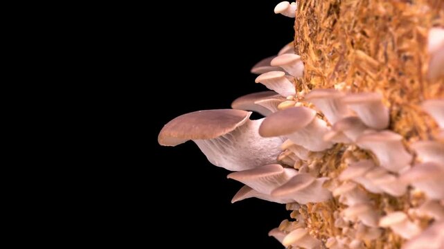 Oyster mushrooms growing in time lapse on substrate with black back.