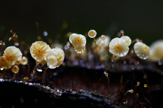 Mushrooms in the genus Marasmius, commonly known as parachute mushrooms or pinwheel mushrooms, are characterized by their long, slender, and hairy stems.