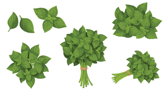 Collection of fresh green basil leaves and bunches shows the herb in various arrangements from single leaves to tied bundles.