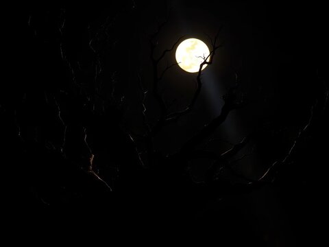 Gnarled oak branches emerge from deep shadow, illuminated by a spectral moonbeam,  chiaroscuro,  dark