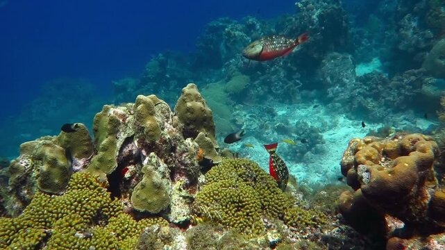 Coral reef and variety of swimming tropical fish. Colorful beautiful seascape with marine wildlife, underwater video from scuba diving on reef. Healthy ecosystem in the ocean. Aquatic life.