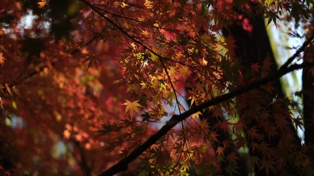 Sunlit Japanese Maple Leaves with Vibrant Autumn Colors