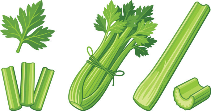 Fresh Celery Vegetable Illustration Collection with Green Stalks, Leafy Organic Ingredients, and Healthy Food Vector Elements