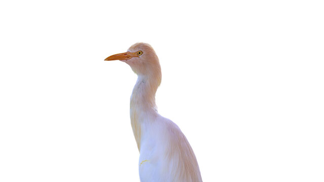 isolated adult cattle egret standing from its back
