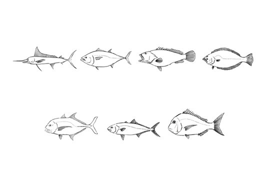 Dream Game Fish Illustration Set Big Trophy Fish Collection