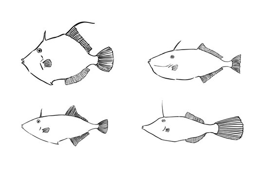 Four Filefish Species Illustration Comparison Set