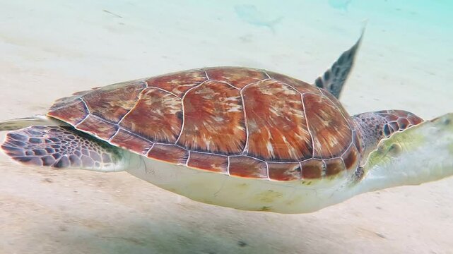 Swimming green sea turtle (Chelonia mydas) looking for food. Turtle in the ocean, underwater video from scuba diving. Hungry marine animal. Aquatic wildlife.