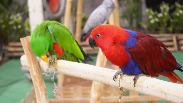 Male and female Eclectus parrots perched on a wooden branch in a tropical garden.