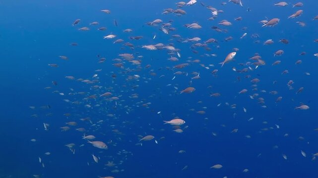 Blue ocean and big school of swimming and feeding fish.  Marine life in the sea, underwater video from scuba diving. Fish and deep blue water. Travel footage, feeding fish.