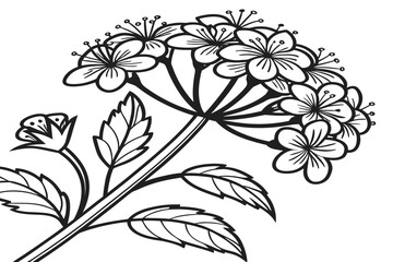 coloring page line art the achillea flower black vector © mst
