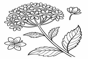 coloring page line art the achillea flower black vector © mst