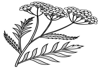 coloring page line art the achillea flower black vector © mst